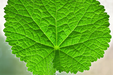Green leaf close up with detailed veins
