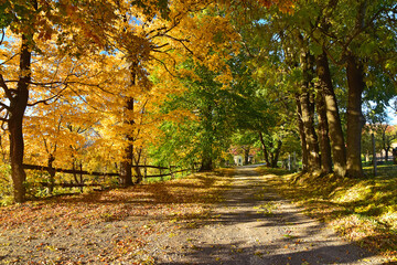 Obraz premium Autumn road tree nature leaves
