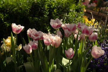 Delicate pink tulips with fringed petals. The rays of the sun fall on the spring flower bed