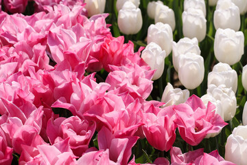 View from the top on the tulips, pink and white colors