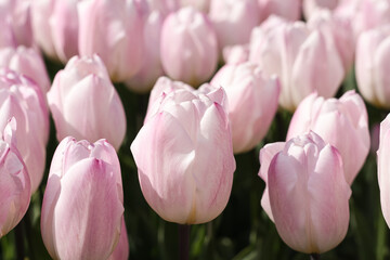 Fototapeta premium Pink tulips in the garden, close up