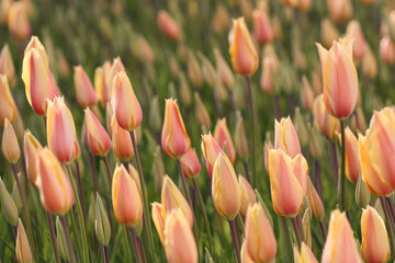 Field of srtiped orange tulips