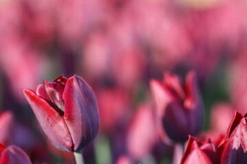 Close up of burgundy color tulips