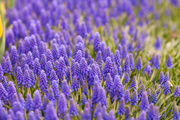 Field of blue grape hyacinth 