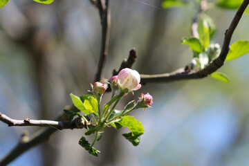 branche de pommier en fleur et bourgeon