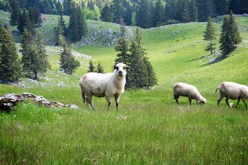 Oveja en un paisaje de montaña