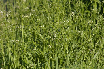 Obraz premium Przyroda budzi się do życia wiosną