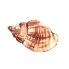 Sea shell. Underwater life object isolated on white background. Hand drawn watercolor illustration. Clip art. Can be used for posters, textile souvenirs, labels, websites, postcards, stickers, flyers