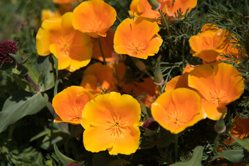 Des fleurs oranges pavots de Californie