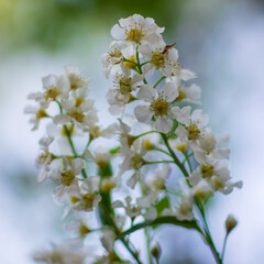 tree blossom