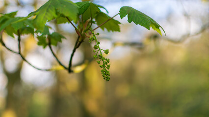 leaves in spring