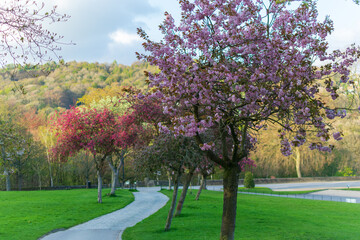 spring in the park
