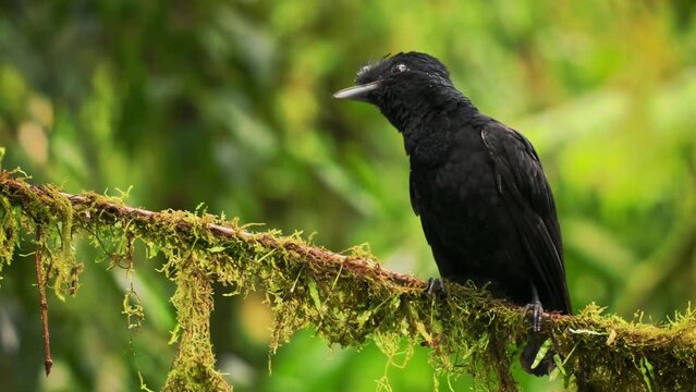 Long-wattled Umbrellabird - Cephalopterus penduliger, Cotingidae, Spanish names include pajaro bolson, pajaro toro, dungali and vaca del monte, rare black bird, resides in humid to wet forest
