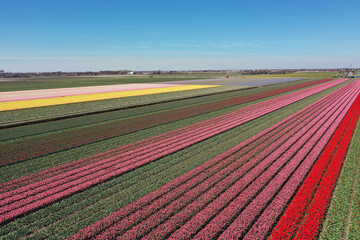 Drone photo of a beautiful flower landscape with tulips in the Dutch spring. The contrasting colors will make you happy.