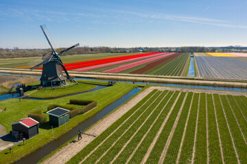 Dutch wooden windmill with a beautiful tulip landscape. Tipically Dutch photo,