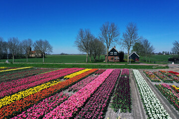 Fototapeta na wymiar Drone photo of a beautiful flower landscape with tulips in the Dutch spring. The contrasting colors will make you happy.default