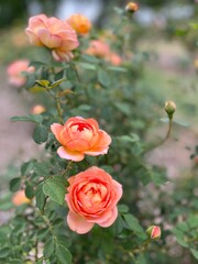 roses in garden