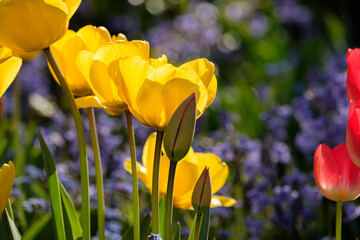 Yellow tulips in spring