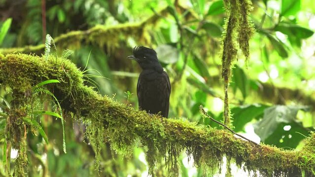 Long-wattled Umbrellabird - Cephalopterus penduliger, Cotingidae, Spanish names include pajaro bolson, pajaro toro, dungali and vaca del monte, rare black bird, resides in humid to wet forest