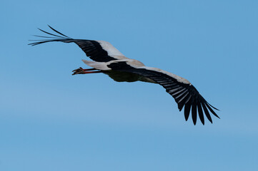 Ciconia ciconia - White stork - Cigogne blanche