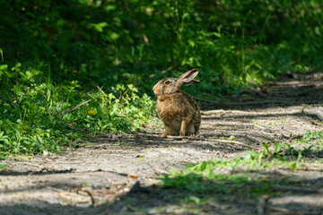 Lovely rabbit in the grass