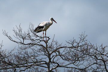 Ciconia ciconia - White stork - Cigogne blanche
