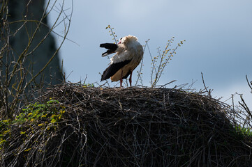 Ciconia ciconia - White stork - Cigogne blanche