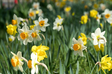 Meadow full of yellow spring flowers and blooming daffodils