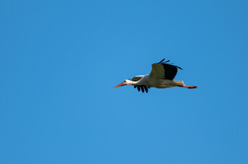 Fototapeta na wymiar Ciconia ciconia - White stork - Cigogne blanche