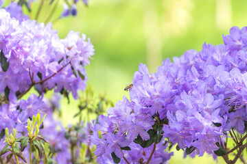 Bee flying into purple azalea blossom
