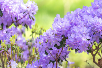 Bee sitting into purple flowers 