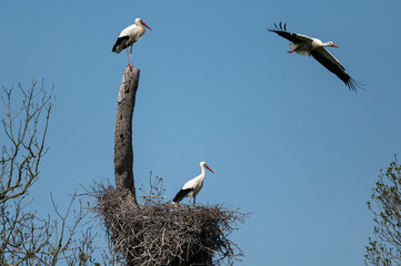 Ciconia ciconia - White stork - Cigogne blanche