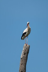 Ciconia ciconia - White stork - Cigogne blanche
