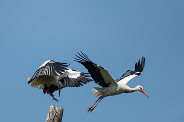 Ciconia ciconia - White stork - Cigogne blanche - obrazy, fototapety, plakaty