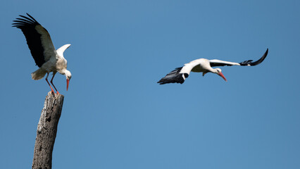 Ciconia ciconia - White stork - Cigogne blanche