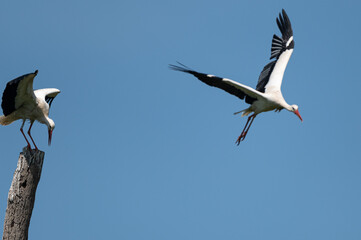 Ciconia ciconia - White stork - Cigogne blanche