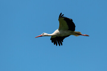 Ciconia ciconia - White stork - Cigogne blanche