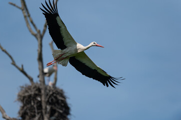 Ciconia ciconia - White stork - Cigogne blanche