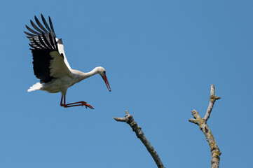 Ciconia ciconia - White stork - Cigogne blanche
