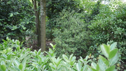 Environnement très fleuri, avec beaucoup de feuillage et de verdure, petit jungle, exploration forestière, vers l'inconnu, plantation de fleurs exotiques et buisson, mur de jardinage