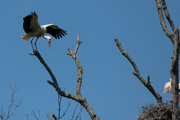 Ciconia ciconia - White stork - Cigogne blanche