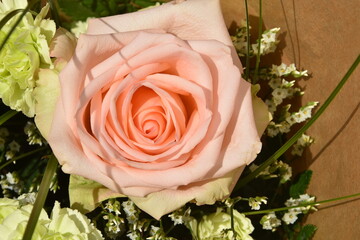 róża z bukietu