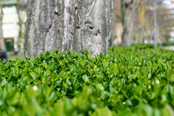 Vista de hojas de arbusto con corteza al fondo.