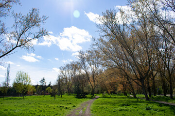 Obraz premium Camino atravesando un bosque en primavera.
