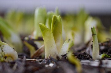 Nouvelle pouces du printemps