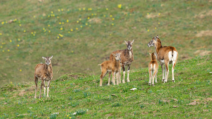 famille mouflon 