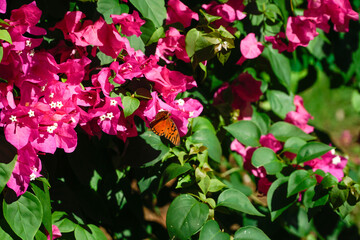 Beautiful butterfly sitting on pink blossom