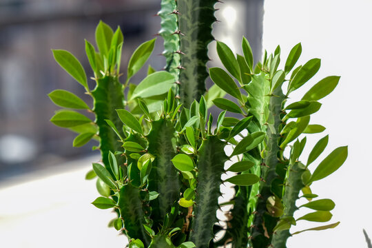 Euphorbia trigona (also known as African milk tree, cathedral cactus, Abyssinian euphorbia and high chaparall)Closeup image of euphorbia ingens cactus trees.