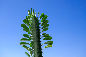 Euphorbia trigona (also known as African milk tree, cathedral cactus, Abyssinian euphorbia, and high chaparall)Upper part of single stem of Euphorbia trigona and blue sky in a background.