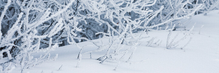 Snow and rime ice on the branches of bushes. Beautiful winter background with trees covered with hoarfrost. Plants in the park are covered with hoar frost. Cold snowy weather. Cool frosting texture.